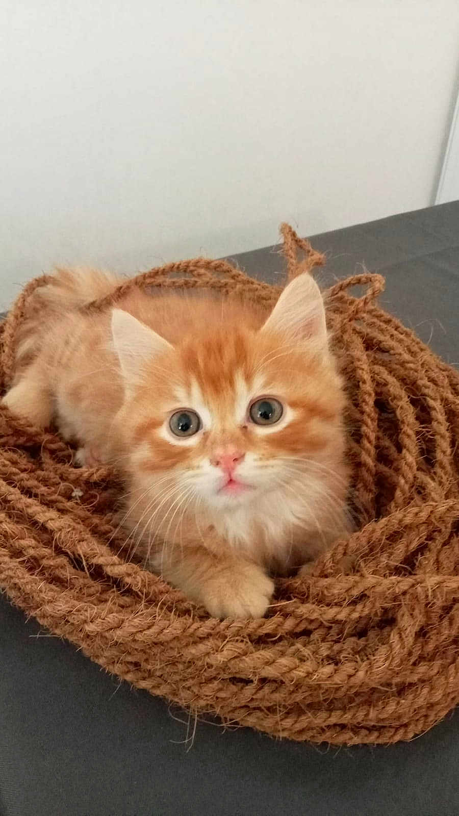 Alicia Lepere participe au concours pour gagner de l'argent avec cette photo : kitten, cat, orange_cat, fluffy, rope, coiled_rope, cute, pet, animal, feline, young_animal, indoor, curious, whiskers, small, fur, domestic_cat, portrait, lying_down, close_up
