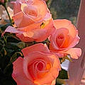Carol S.