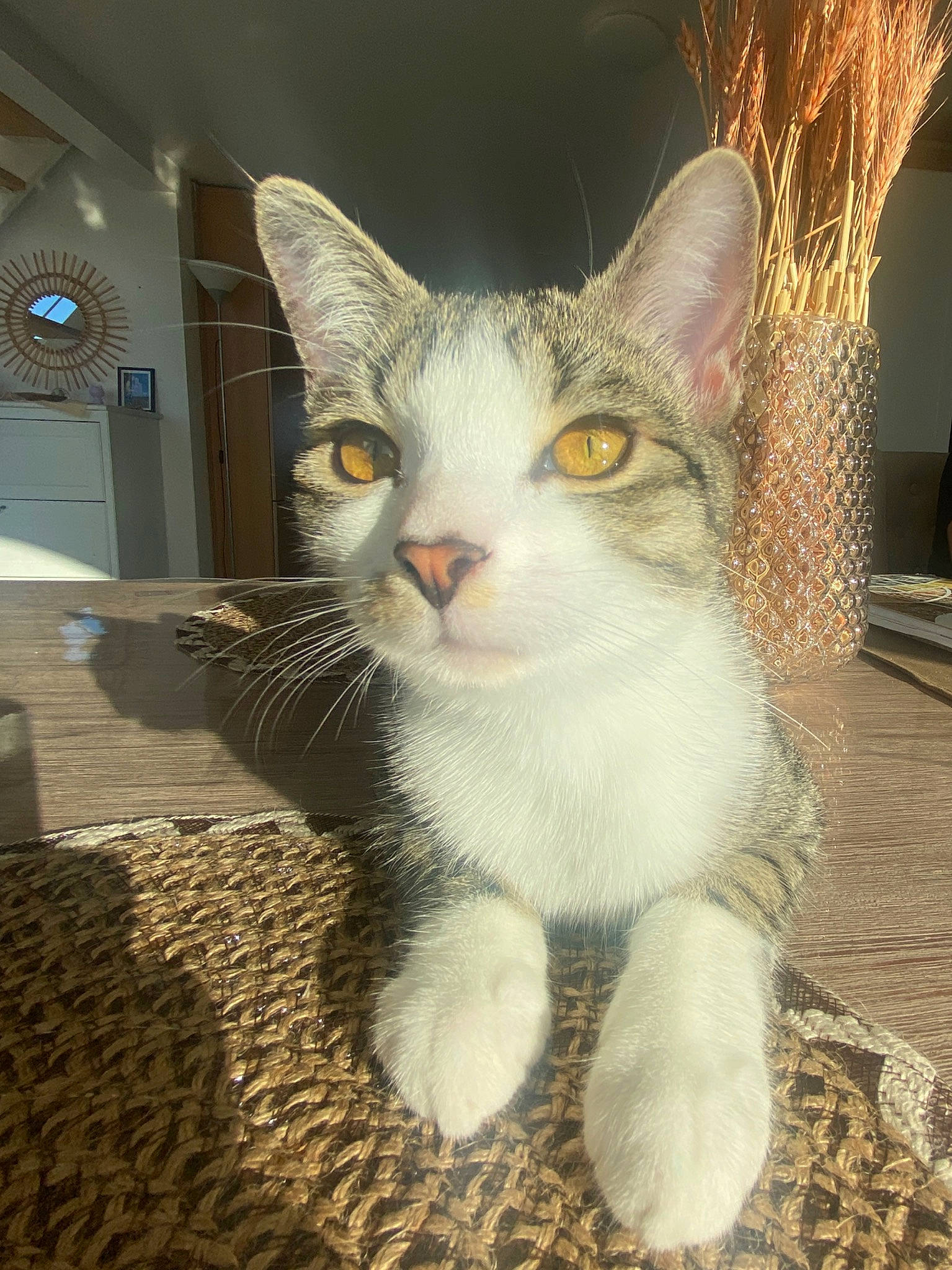 Attila a rejoint le concours — aidez-le/la à gagner de superbes lots ! art, carnivore, cat, domestic_short_haired_cat, eye, felidae, fur, painting, paw, photo_caption, small_to_medium_sized_cats, snout, tail, whiskers, window