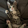 kitten, cat, tabby, pet, animal, cute, paws, pink_nose, fur, whiskers, indoor, blanket, cozy, relaxed, lying_down, playful, young_cat, bed, soft, curious
