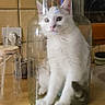 animal, cat, countertop, curiosity, curious, domestic, feline, funny, glass, glass_jar, houseplant, indoor, kitchen, leaf, pet, plant, sitting, tile_wall, white_cat, wooden_counter