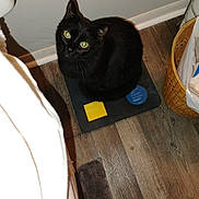 Capo Love Reid joined the competition — help win amazing prizes! black_cat, cat, pet, indoor, wooden_floor, mat, wicker_basket, green_eyes, looking_up, curious, animal, feline, shadow, flooring, domestic, household, cozy, corner, object, closeup