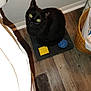 black_cat, cat, pet, indoor, wooden_floor, mat, wicker_basket, green_eyes, looking_up, curious, animal, feline, shadow, flooring, domestic, household, cozy, corner, object, closeup