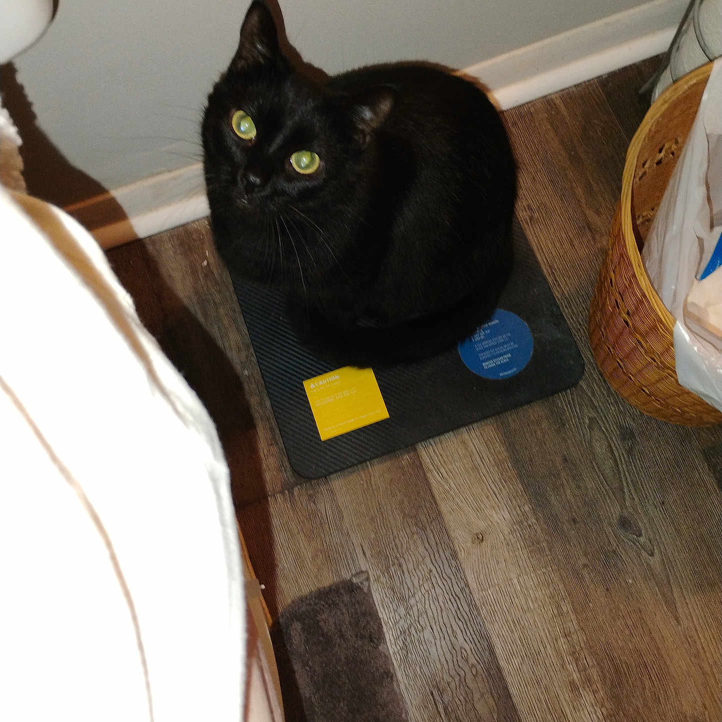 Capo Love Reid joined the competition — help win amazing prizes! animal, black_cat, cat, closeup, corner, cozy, curious, domestic, feline, flooring, green_eyes, household, indoor, looking_up, mat, object, pet, shadow, wicker_basket, wooden_floor
