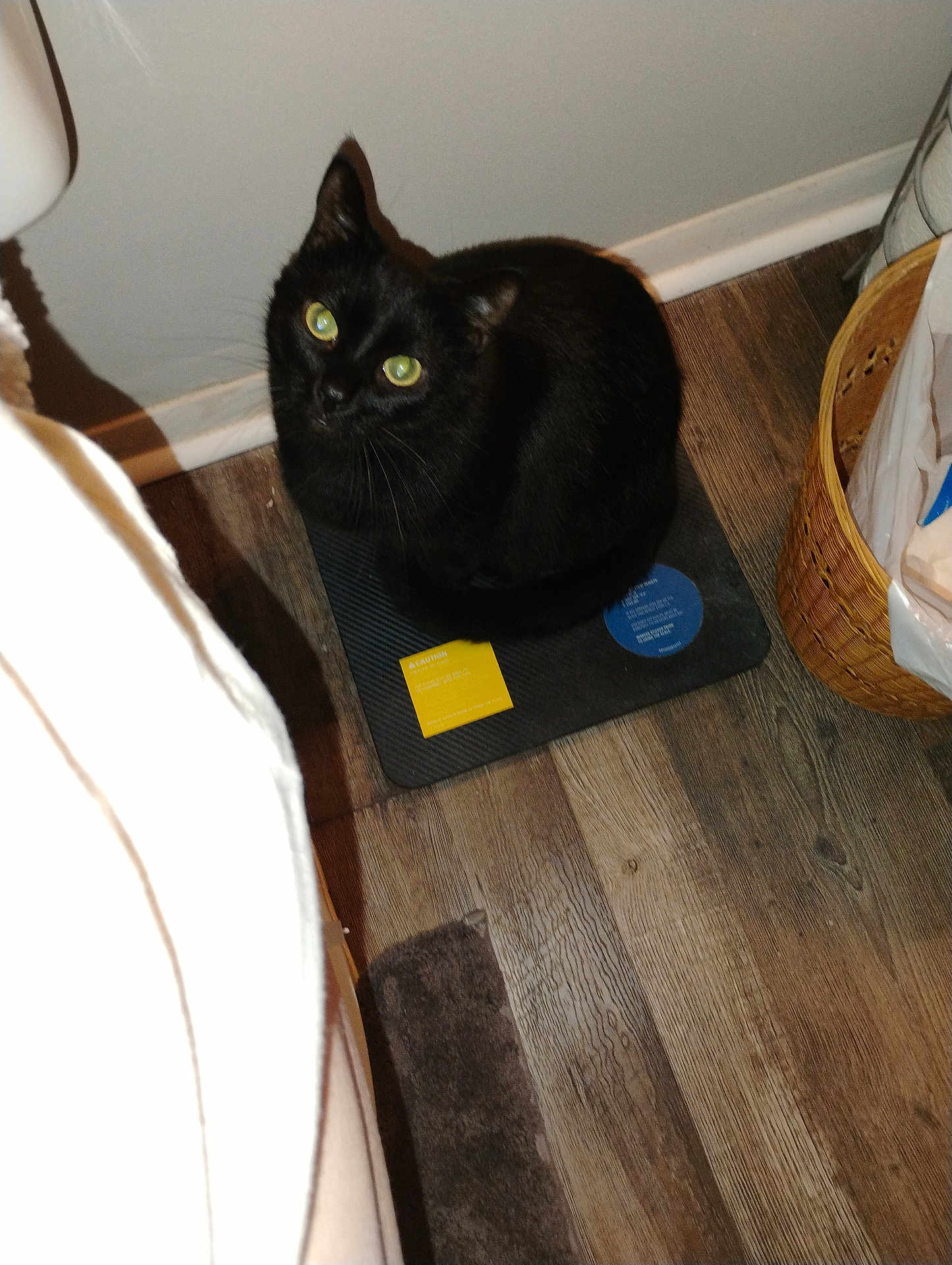 Capo Love Reid joined the competition — help win amazing prizes! black_cat, cat, pet, indoor, wooden_floor, mat, wicker_basket, green_eyes, looking_up, curious, animal, feline, shadow, flooring, domestic, household, cozy, corner, object, closeup