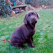 Anouk a rejoint le concours — aidez-le/la à gagner de superbes lots ! adorable, animal, bench, chocolate, curious, cute, dog, fur, garden, grass, green, labrador, nature, outdoor, pet, plants, playful, puppy, sitting, young