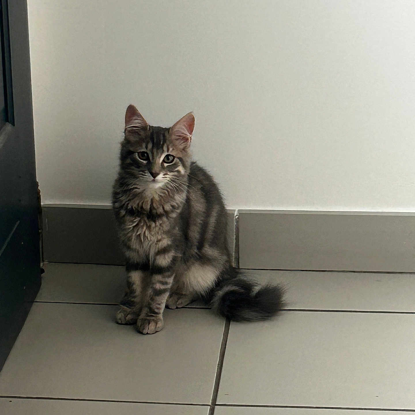 Alfie