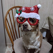 Cali joined the competition — help win amazing prizes! brown_fur, camera, canine, chair, christmas, costume, dog, festive, funny, glasses, holiday, indoors, nose, pet, portrait, red_glasses, santa_hat, sitting, white_fur, wooden_chair