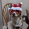 brown_fur, camera, canine, chair, christmas, costume, dog, festive, funny, glasses, holiday, indoors, nose, pet, portrait, red_glasses, santa_hat, sitting, white_fur, wooden_chair