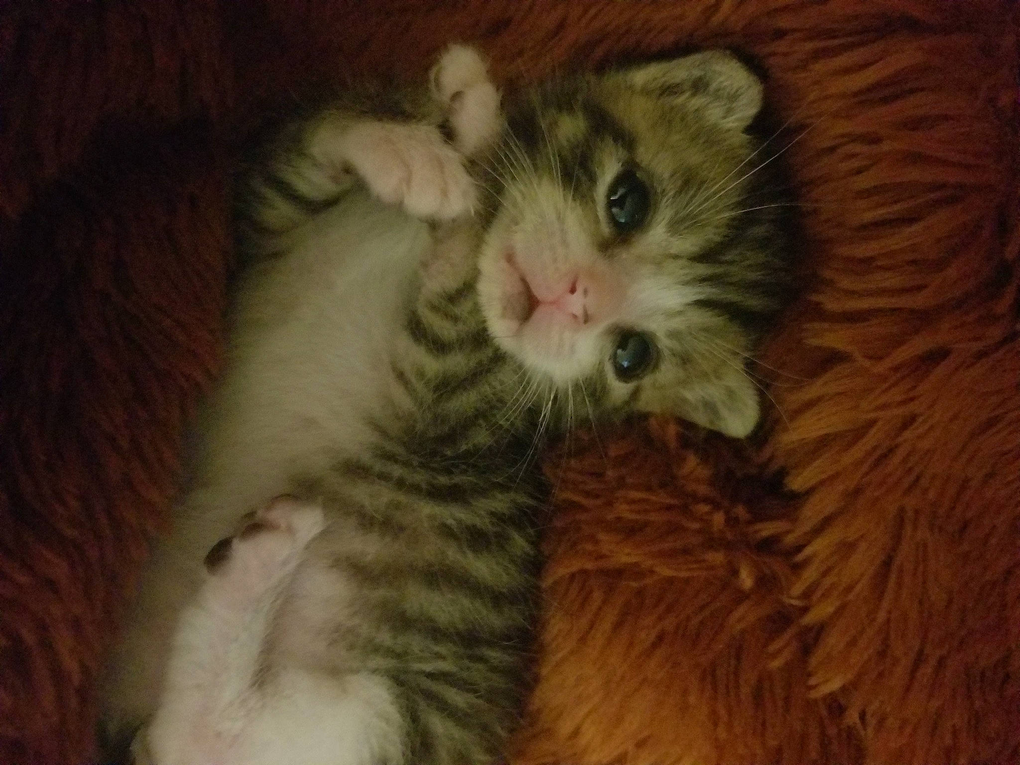 Champ joined the competition — help win amazing prizes! carnivore, cat, claw, comfort, domestic_short_haired_cat, eye, fawn, felidae, fur, laperm, paw, small_to_medium_sized_cats, snout, tail, terrestrial_animal, whiskers