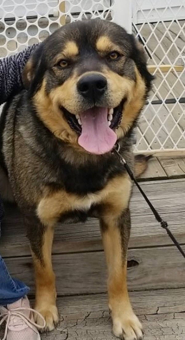 Smokey joined the competition — help win amazing prizes! canidae, carnivore, collar, companion_dog, dog, dog_breed, dog_collar, fawn, fur, guard_dog, herding_dog, jaw, paw, pet_supply, snout, sporting_group, terrestrial_animal, whiskers, working_animal, working_dog