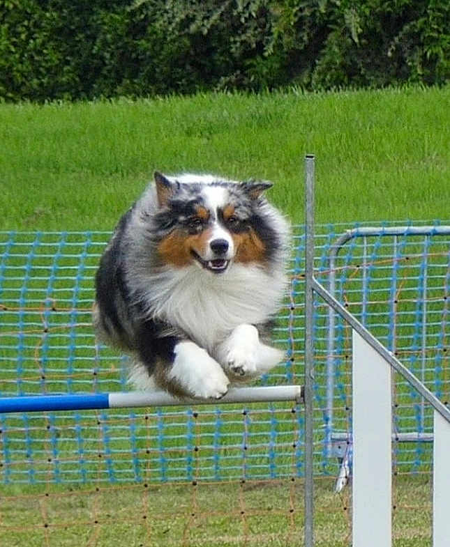 Ubble a rejoint le concours — aidez-le/la à gagner de superbes lots ! active, agility, animal, canine, dog, energy, exercise, fence, field, fur, grass, happy, jumping, nature, outdoor, pet, play, smiling, sport, tricolor
