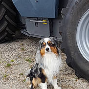 Ubble participe au concours pour gagner de l'argent avec cette photo : animal, australian_shepherd, black, brown, dog, ears, farm, fluffy, fur, gravel, gray, leash, muzzle, outdoor, pet, sitting, tire, tractor, vehicle, white