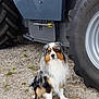 animal, australian_shepherd, black, brown, dog, ears, farm, fluffy, fur, gravel, gray, leash, muzzle, outdoor, pet, sitting, tire, tractor, vehicle, white