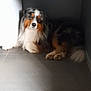 Ubble participe au concours pour gagner de l'argent avec cette photo : animal, australian_shepherd, calm, companion, corner, cozy, cute, dog, domestic, fur, indoor, looking_at_camera, pet, quiet, resting, shadow, sunlight, tile_floor, tricolor, under_stairs