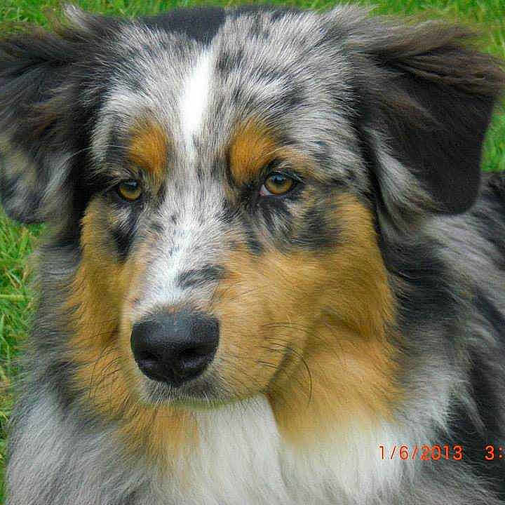 HARPER