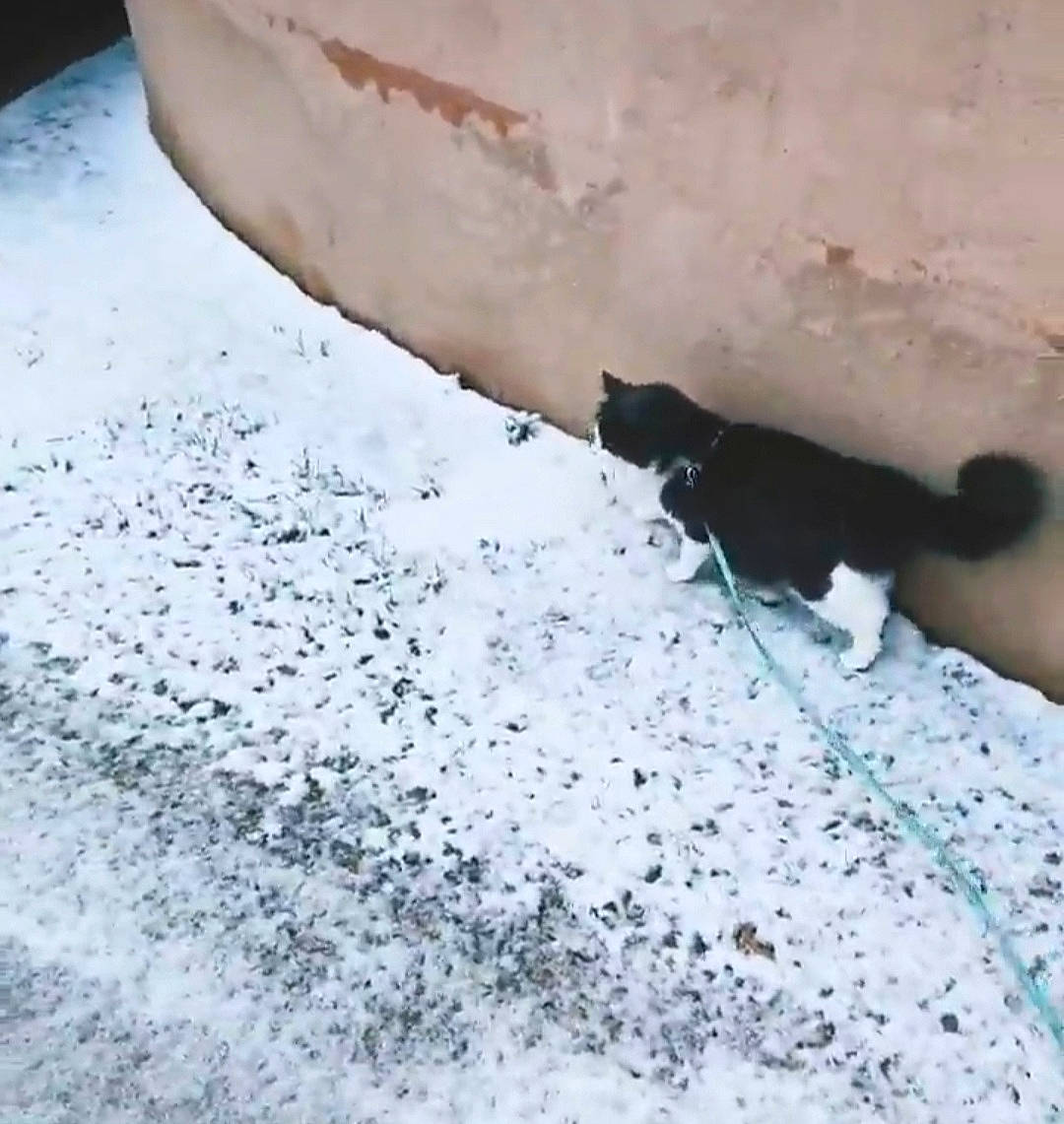 Grey participe au concours pour gagner de l'argent avec cette photo : asphalt, automotive_tire, black_cat, carnivore, cat, domestic_short_haired_cat, felidae, flooring, freezing, fur, grass, road_surface, small_to_medium_sized_cats, snow, tail, tints_and_shades, whiskers, window, winter, wood