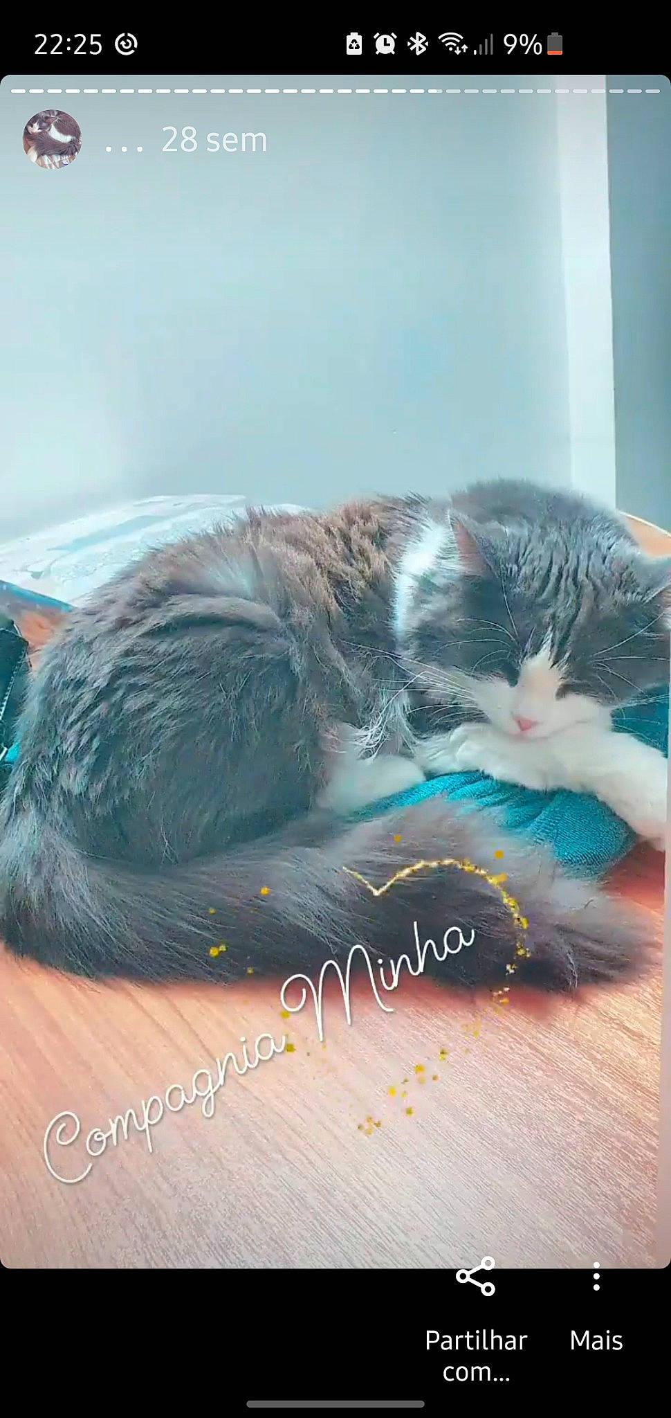 Grey a rejoint le concours — aidez-le/la à gagner de superbes lots ! art, carnivore, cat, claw, comfort, domestic_short_haired_cat, felidae, font, fur, graphics, illustration, nap, paw, photo_caption, publication, small_to_medium_sized_cats, snout, tail, whiskers, window