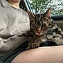 Howie joined the competition — help win amazing prizes! cat, tabby_cat, pet, lap, person, sweatshirt, car_interior, window, trees, nature, animal, feline, whiskers, ears, fur, clothing, relaxing, indoors, closeup, companion