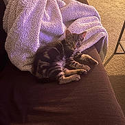 Howie is registered to the contest to win money with this photo: kitten, cat, couch, blanket, indoor, fur, pet, tabby, resting, cozy, carpet, pillow, furniture, domestic, animal, young, cute, relaxing, soft, warm_lighting