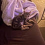 kitten, cat, couch, blanket, indoor, fur, pet, tabby, resting, cozy, carpet, pillow, furniture, domestic, animal, young, cute, relaxing, soft, warm_lighting