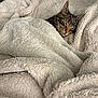 Howie joined the competition — help win amazing prizes! cat, tabby, sleeping, blanket, cozy, fur, cute, pet, indoor, relaxation, comfort, soft, rest, animal, feline, warm, snuggled, texture, closeup, peaceful