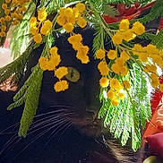 Sanka a rejoint le concours — aidez-le/la à gagner de superbes lots ! annual_plant, autumn, botany, branch, caesalpinia, deciduous, floral_design, floristry, flower, flowering_plant, jungle, leaf, mahonia, petal, plant_stem, temperate_broadleaf_and_mixed_forest, terrestrial_plant, twig, vascular_plant