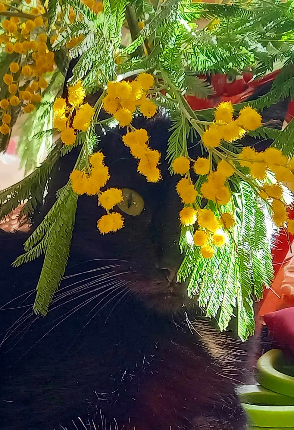 Sanka a rejoint le concours — aidez-le/la à gagner de superbes lots ! annual_plant, autumn, botany, branch, caesalpinia, deciduous, floral_design, floristry, flower, flowering_plant, jungle, leaf, mahonia, petal, plant_stem, temperate_broadleaf_and_mixed_forest, terrestrial_plant, twig, vascular_plant