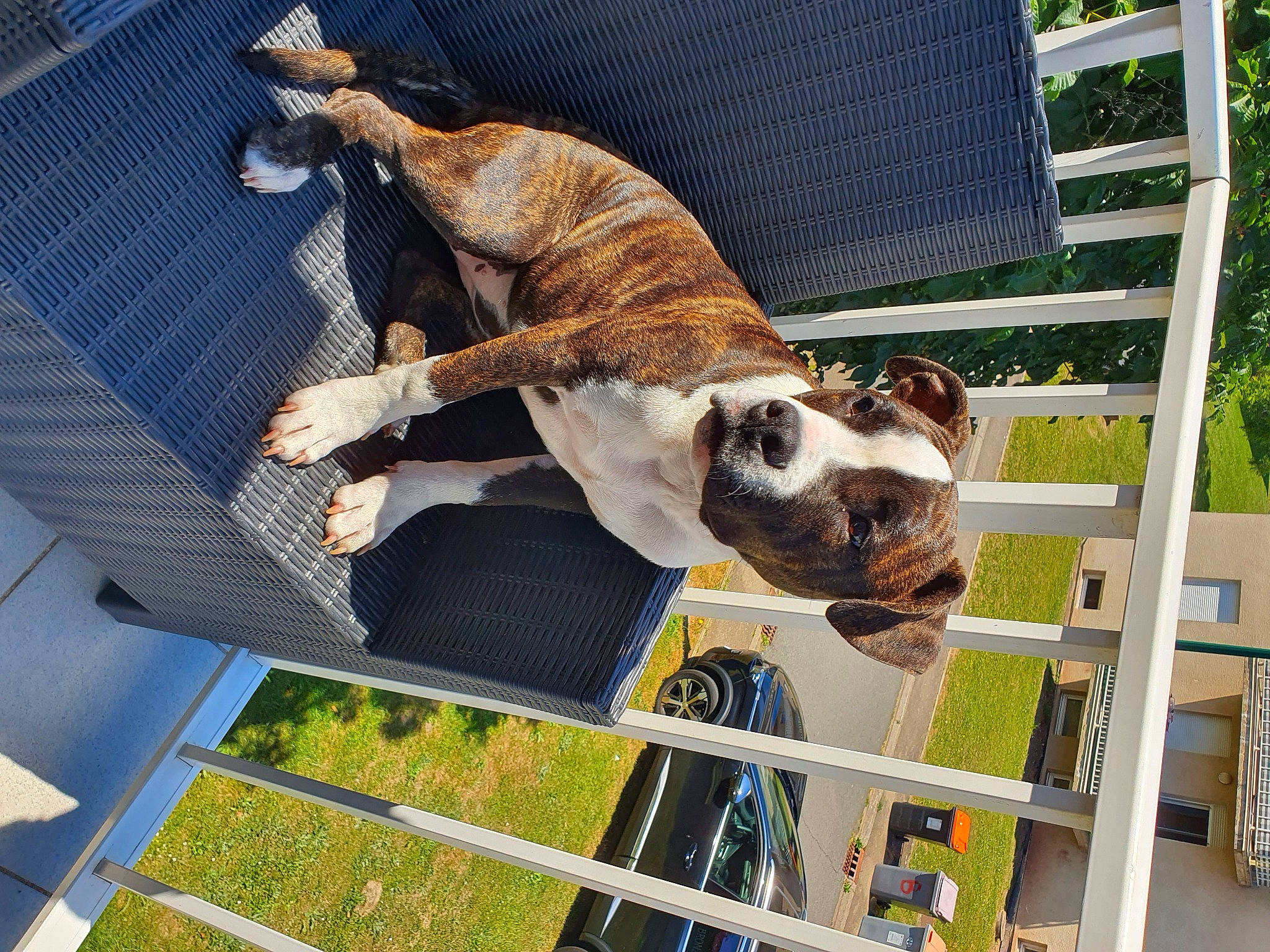 Star participe au concours pour gagner de l'argent avec cette photo : carnivore, collar, companion_dog, dog_breed, fawn, felidae, fence, giraffidae, grass, mesh, pet_supply, plant, recreation, smile, snout, sporting_group, tail, terrestrial_animal, tree, working_animal