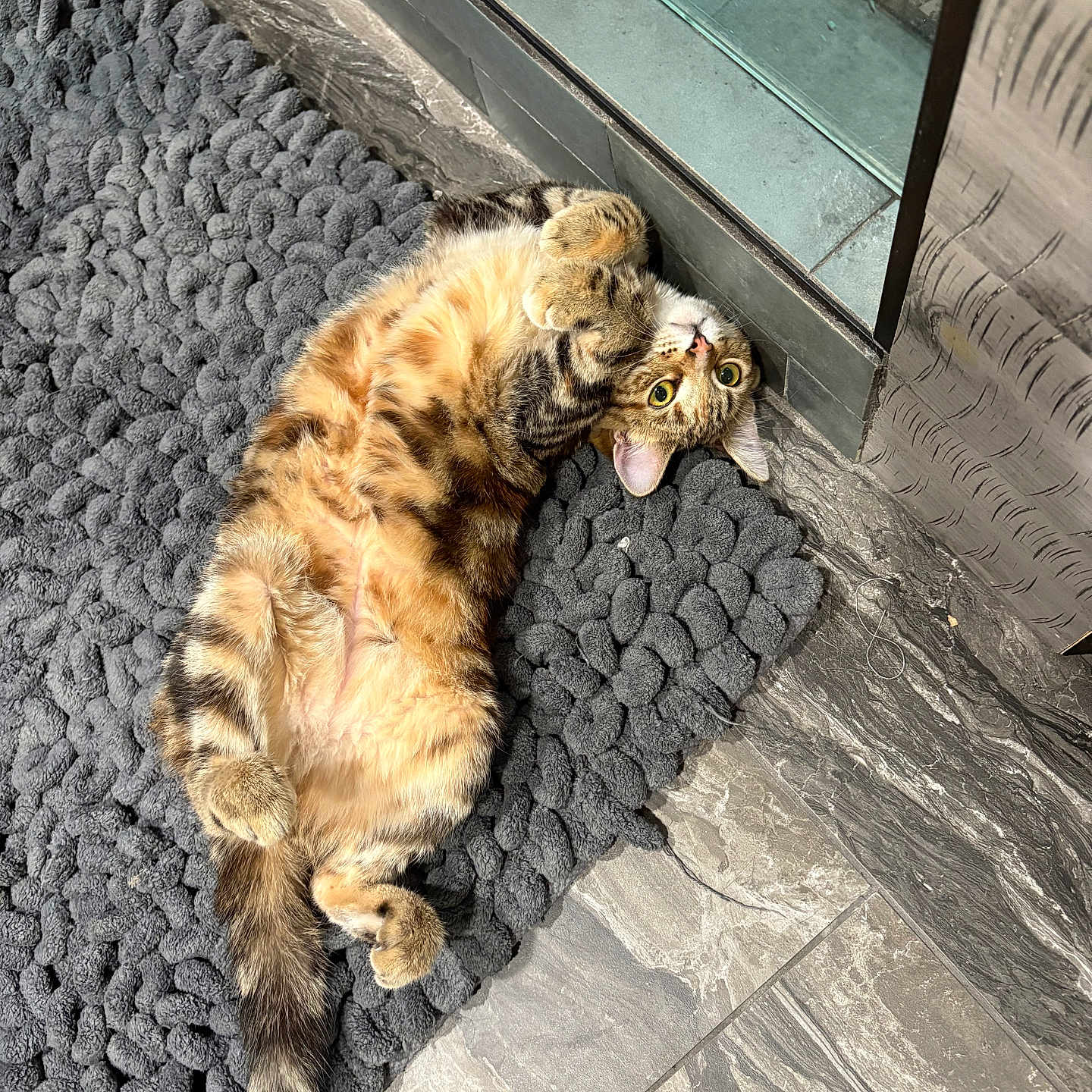 Mozzarella Stick is registered to the contest to win money with this photo: animal, cat, cozy, curled_paws, cute, feline, floor, fur, home, indoor, lying_down, paws, pet, relaxed, rug, tabby, tail, tile, whiskers, wide_eyes