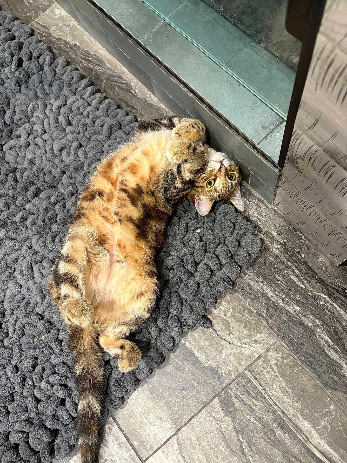 Mozzarella Stick is registered to the contest to win money with this photo: cat, tabby, pet, animal, feline, fur, lying_down, indoor, rug, floor, tile, cozy, cute, whiskers, paws, tail, relaxed, curled_paws, wide_eyes, home