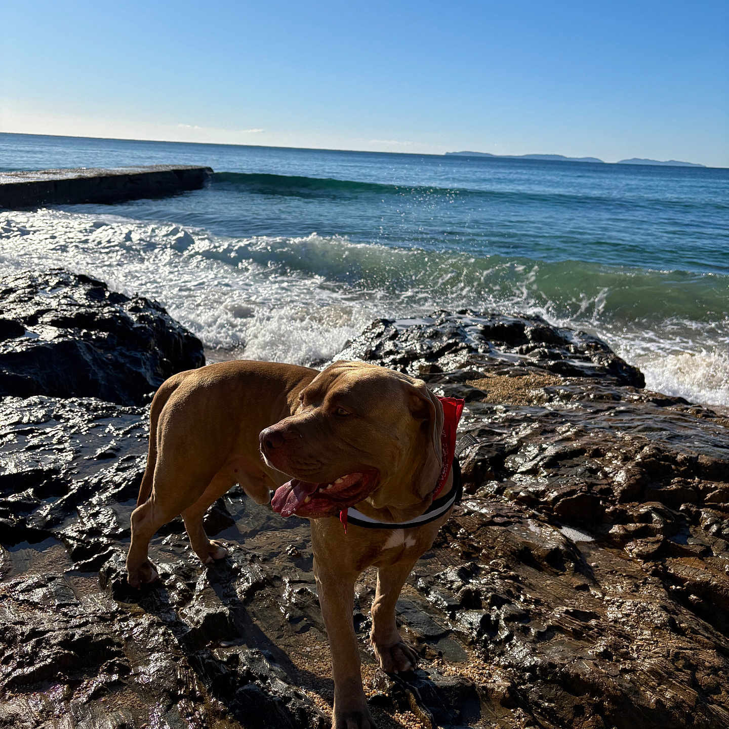 Many a rejoint le concours — aidez-le/la à gagner de superbes lots ! animal, beach, bulldog, canine, coast, dog, hound, labradorretriever, nature, outdoors, pet, pitbull, pointer, promontory, rock, sea, seawaves, shoreline, water, wood