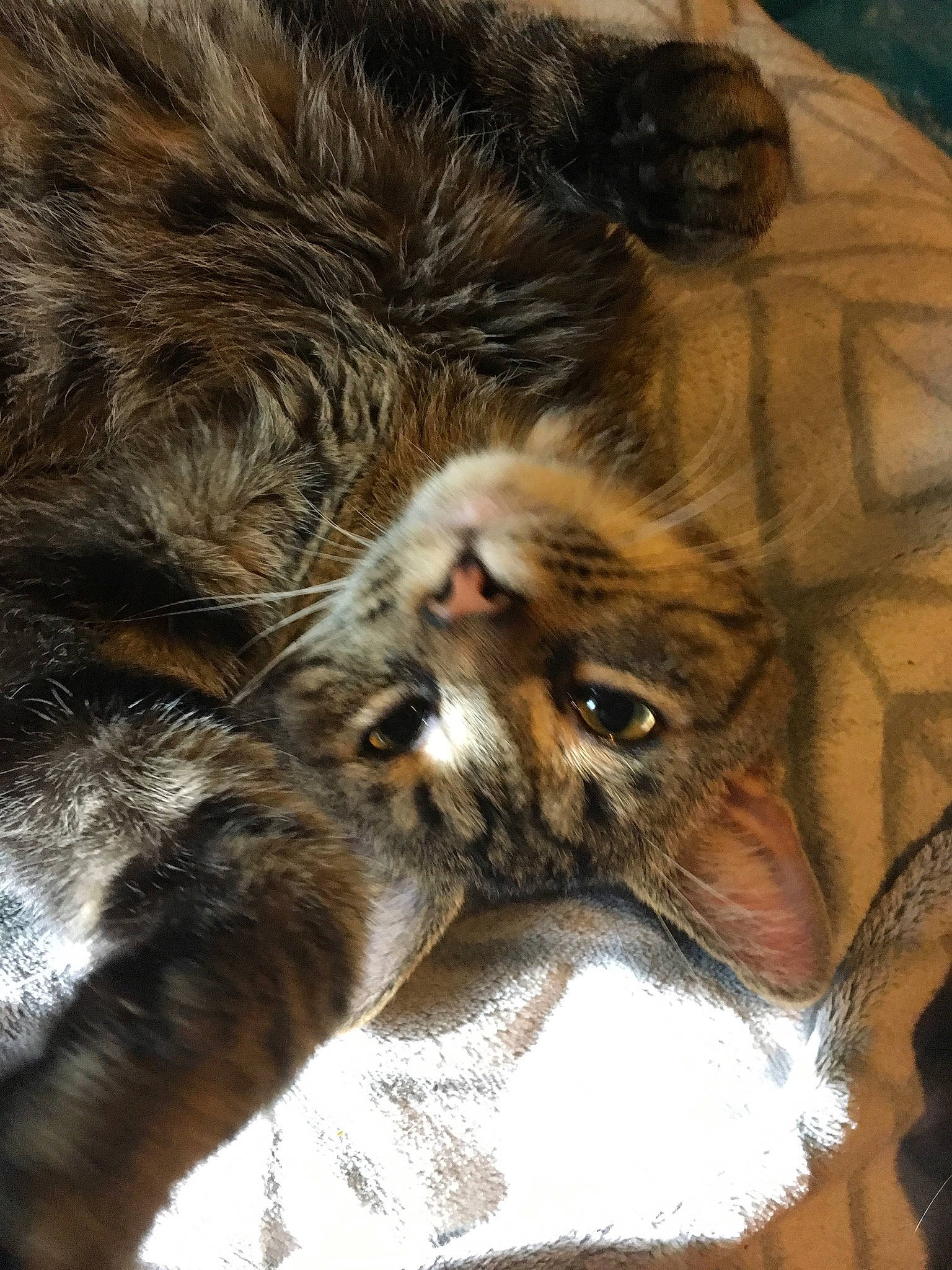 Loki is registered to the contest to win money with this photo: carnivore, cat, claw, european_shorthair, fawn, felidae, fur, kitten, norwegian_forest_cat, small_to_medium_sized_cats, snout, tabby_cat, whiskers