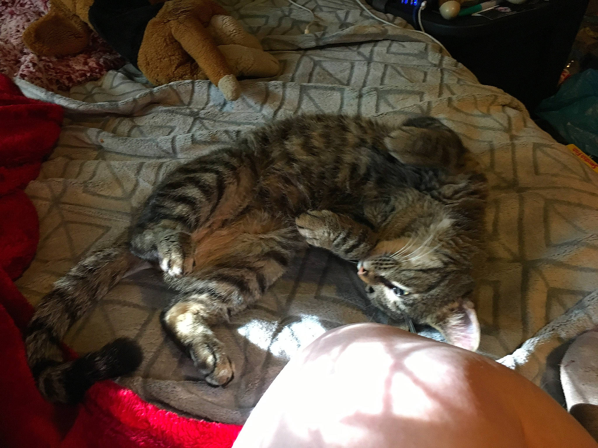 Loki is registered to the contest to win money with this photo: american_shorthair, california_spangled, carnivore, cat, claw, domestic_short_haired_cat, dragon_li, european_shorthair, felidae, fur, kitten, nap, norwegian_forest_cat, pixie_bob, sleep, small_to_medium_sized_cats, tabby_cat, toyger, whiskers