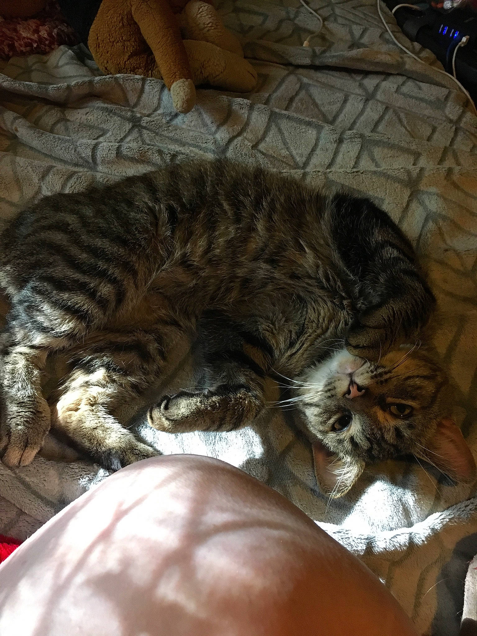 Loki is registered to the contest to win money with this photo: carnivore, cat, domestic_short_haired_cat, dragon_li, european_shorthair, felidae, nap, small_to_medium_sized_cats, whiskers