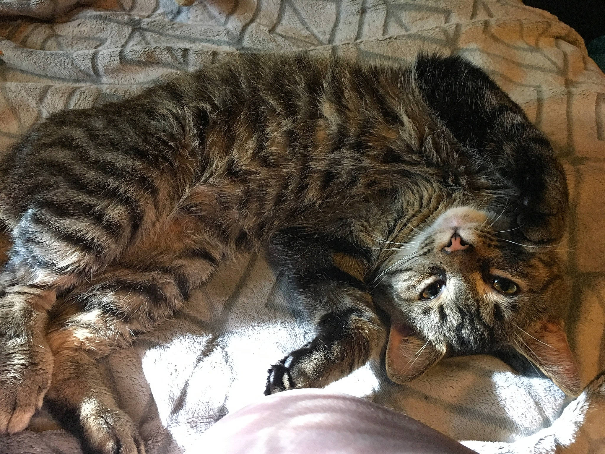 Loki joined the competition — help win amazing prizes! carnivore, cat, claw, domestic_short_haired_cat, dragon_li, european_shorthair, felidae, fur, kitten, nap, norwegian_forest_cat, pixie_bob, sleep, small_to_medium_sized_cats, tabby_cat, toyger, whiskers, wild_cat, wildlife