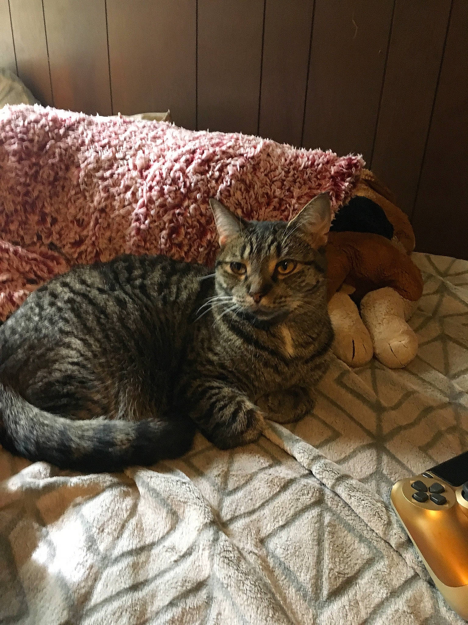 Robyn is registered to the contest to win money with this photo: american_shorthair, asian, bengal, california_spangled, carnivore, cat, chausie, domestic_short_haired_cat, dragon_li, egyptian_mau, european_shorthair, felidae, fur, german_rex, mammal, ocicat, pixie_bob, small_to_medium_sized_cats, tabby_cat, whiskers