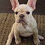 Bella joined the competition — help win amazing prizes! french_bulldog, puppy, dog, pet, animal, ears, carpet, indoor, cute, sitting, curious, closeup, mammal, young, small_dog, adorable, portrait, domestic_animal, companion, fur