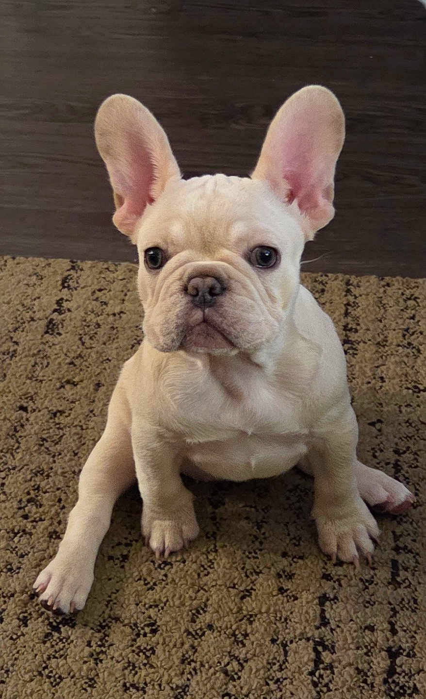 Bella