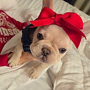 Bella joined the competition — help win amazing prizes! french_bulldog, puppy, dog, red_bow, pet, cute, indoor, bed, white_bedspread, person, hand, clothing, red_sweatshirt, animal, young, adorable, close_up, portrait, canine, looking_at_camera
