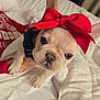 french_bulldog, puppy, dog, red_bow, pet, cute, indoor, bed, white_bedspread, person, hand, clothing, red_sweatshirt, animal, young, adorable, close_up, portrait, canine, looking_at_camera