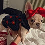 Bella is registered to the contest to win money with this photo: dog, puppy, french_bulldog, denim_jacket, red_bow, indoor, bed, person, hand, cute, pet, animal, clothing, fashion, white_bed, pillow, close_up, small_dog, adorable, portrait