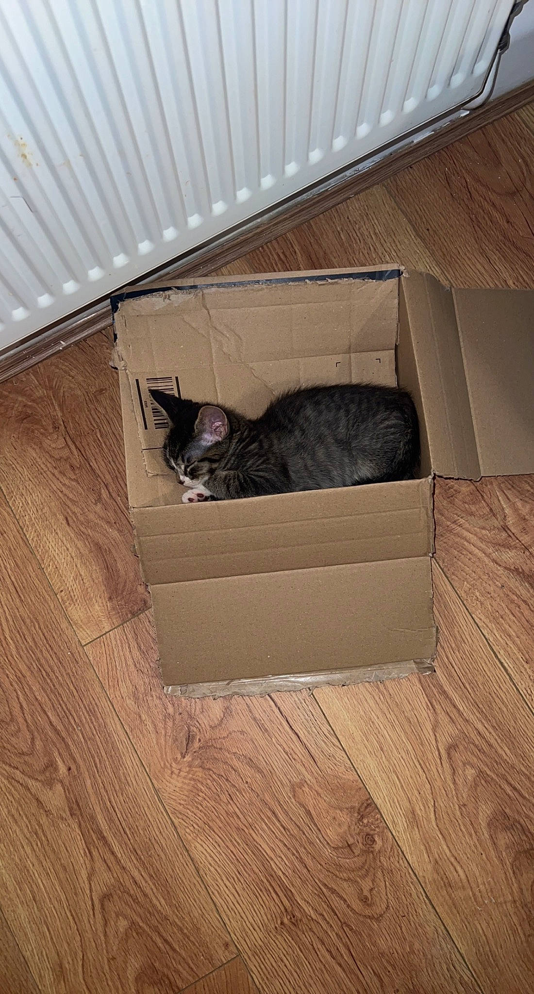 Socks is registered to the contest to win money with this photo: carnivore, cat, comfort, domestic_short_haired_cat, fawn, felidae, floor, flooring, grey, hardwood, pet_supply, small_to_medium_sized_cats, snout, stairs, tail, tints_and_shades, whiskers, window, wood, wood_stain