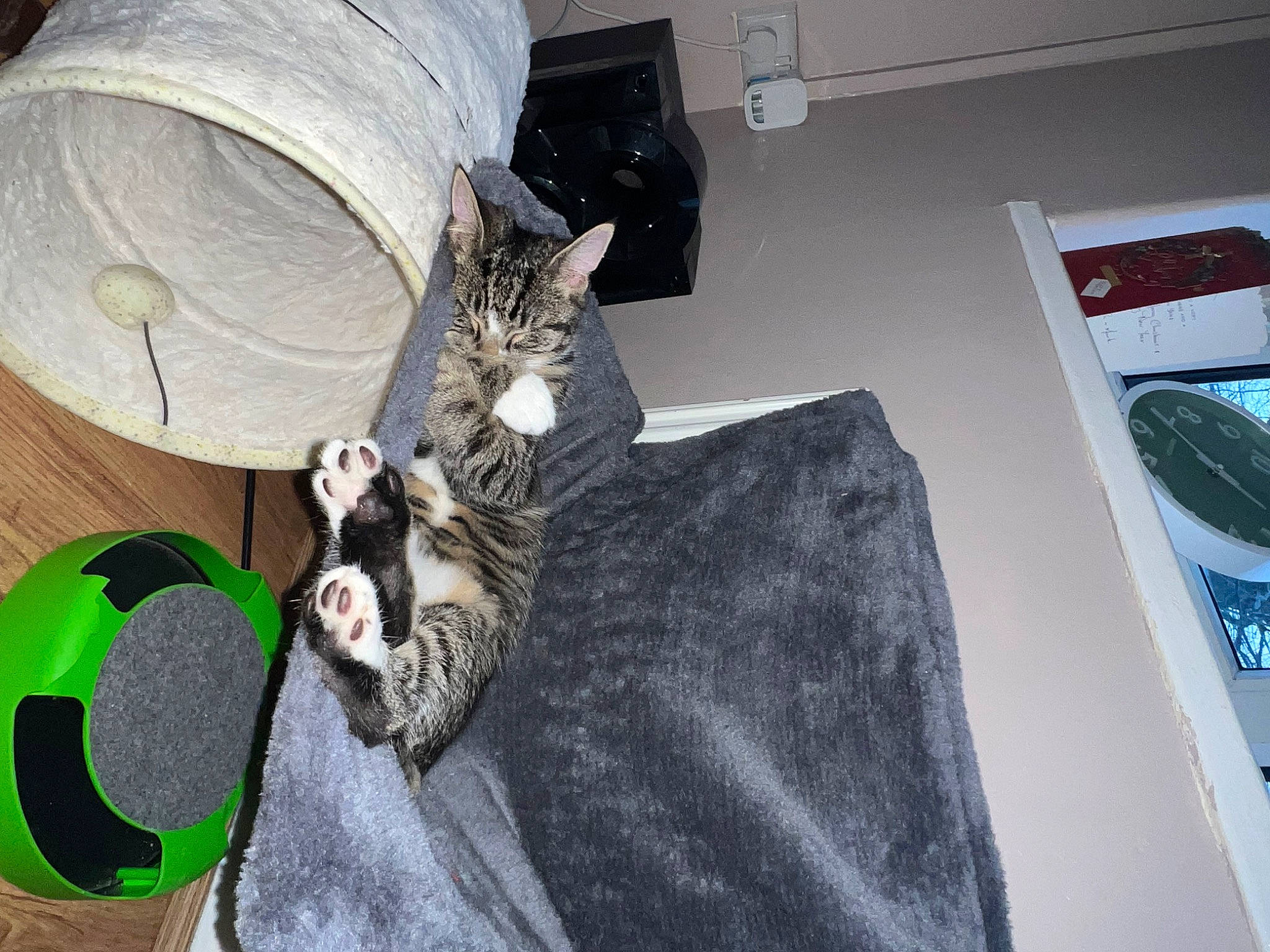 Socks is registered to the contest to win money with this photo: bag, bed, carnivore, cat, comfort, costume_hat, domestic_short_haired_cat, fashion_accessory, felidae, flooring, fur, grey, hat, linens, room, small_to_medium_sized_cats, sun_hat, tail, whiskers, wood