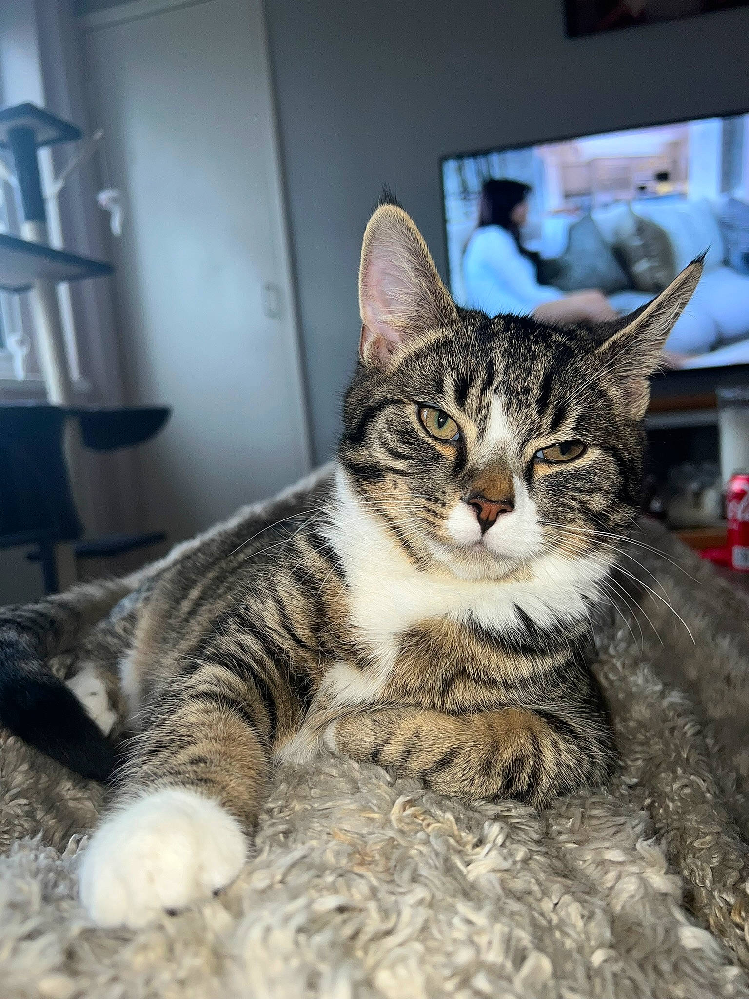 Socks joined the competition — help win amazing prizes! carnivore, cat, claw, domestic_short_haired_cat, felidae, fur, paw, picture_frame, small_to_medium_sized_cats, snout, terrestrial_animal, whiskers