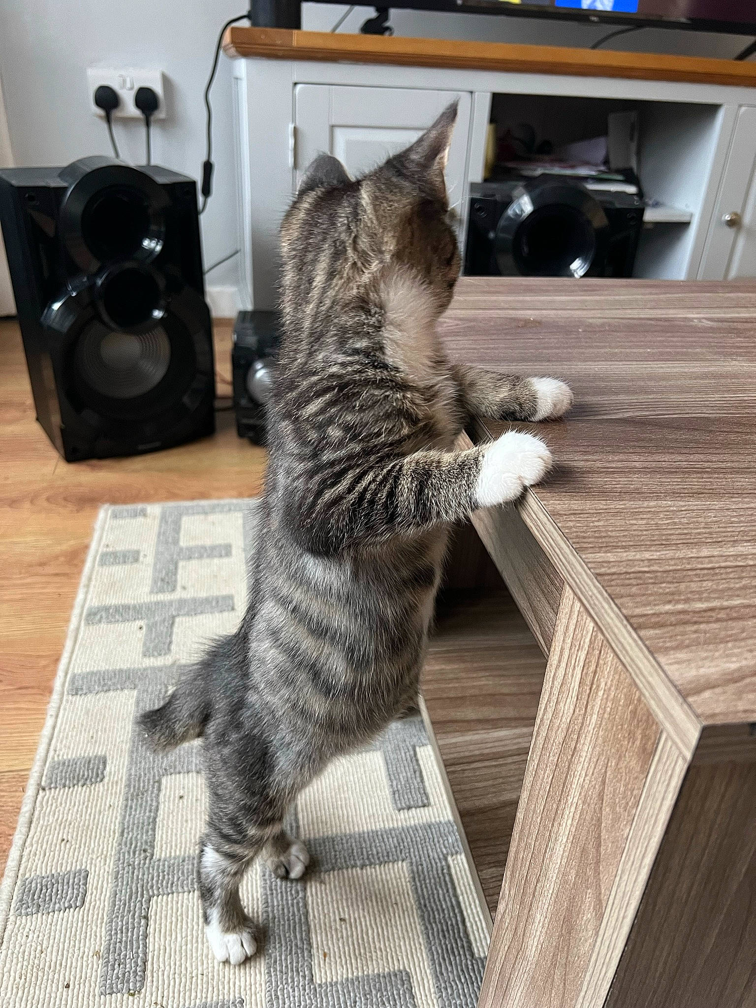 Socks joined the competition — help win amazing prizes! cabinetry, carnivore, cat, comfort, domestic_short_haired_cat, felidae, floor, flooring, fur, grey, hardwood, kitchen_appliance, paw, shelf, shelving, small_to_medium_sized_cats, snout, tail, whiskers, wood