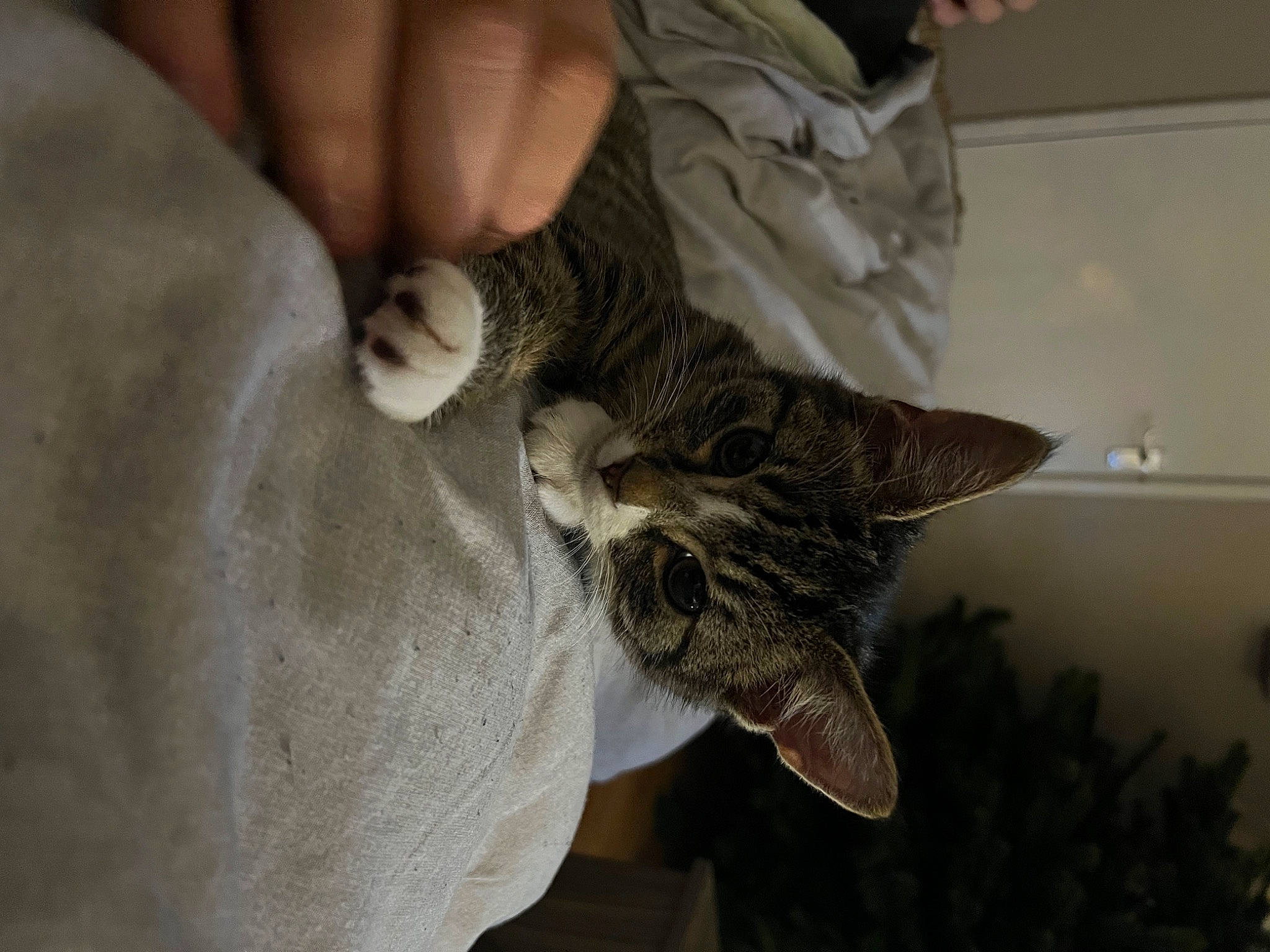 Socks joined the competition — help win amazing prizes! carnivore, cat, claw, comfort, domestic_short_haired_cat, ear, felidae, finger, fur, gesture, hand, nail, paw, plant, small_to_medium_sized_cats, tail, whiskers