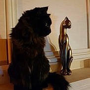 Memphis participe au concours pour gagner de l'argent avec cette photo : cat, black_cat, statue, metallic_statue, indoor, ledge, animal, pet, feline, decor, curious, side_view, fluffy, quiet, still_life, shadow, contrast, house, mammal, companion