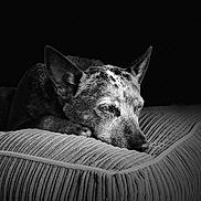Tilly joined the competition — help win amazing prizes! dog, resting, cushion, black_and_white, portrait, calm, pet, fur, texture, sleepy, animal, indoors, close_up, relaxation, cozy, ears, snout, peaceful, bed, monochrome