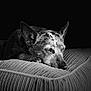 dog, resting, cushion, black_and_white, portrait, calm, pet, fur, texture, sleepy, animal, indoors, close_up, relaxation, cozy, ears, snout, peaceful, bed, monochrome